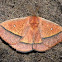 'Decachorda moth'