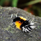 Spotted tiger moth caterpillar