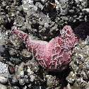 Purple sea starfish