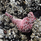 Purple sea starfish