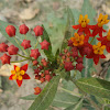 Scarlet Milkweed
