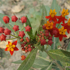 Scarlet Milkweed