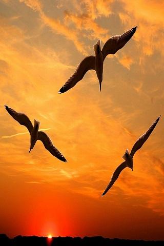 免費下載個人化APP|Sunset wallpapers app開箱文|APP開箱王