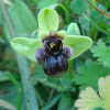 Bumble-bee Orchid