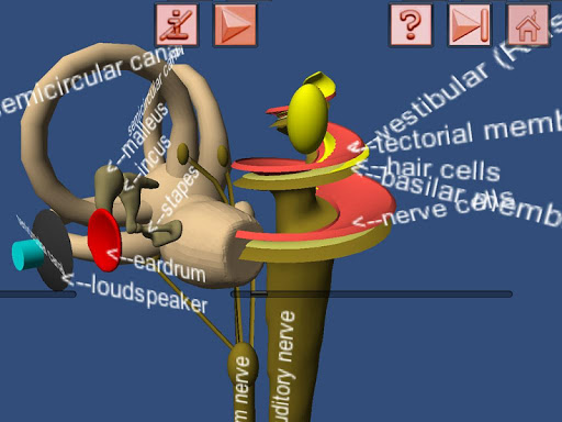 【免費教育App】Human Ear structure in 3D-APP點子