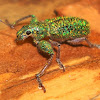 Broad-nosed Weevil