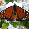 NZ Monarch butterfly