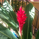 Pink cone ginger