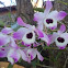 Dendrobium Nobile (Orquídea Olho-de-Boneca)