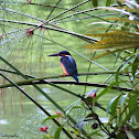 The Common Kingfisher