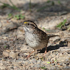 White-throated Sparrow