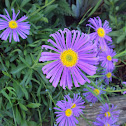 Alpine Aster