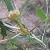 Aphids and Honeyvine milkweed