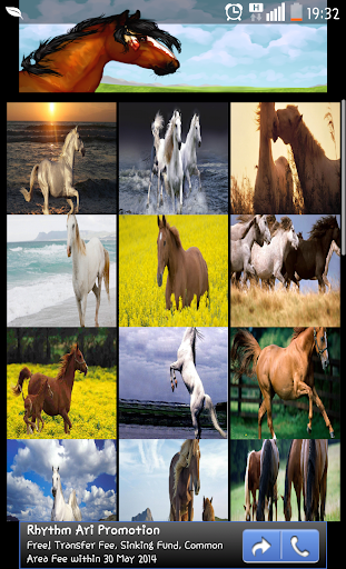 Horse Wallpapers