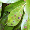 Entomosporium Leaf Spot on Red Tip