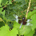 Window Skimmer (male)