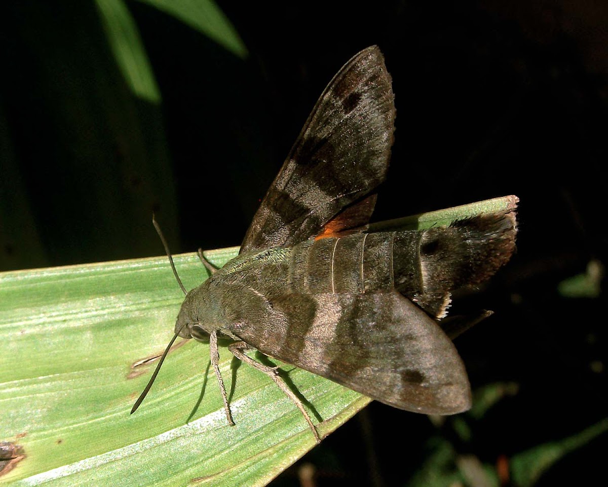 Macroglossum sp. Moth