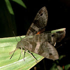 Macroglossum sp. Moth