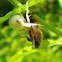 Crab spider and prey