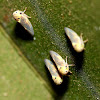 Planthopper