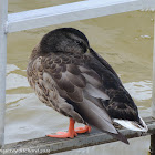 Mallard hybrids