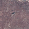 California Condor nest