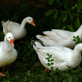 Gooses in good speed by Jasminka Lunjalo - Animals Birds