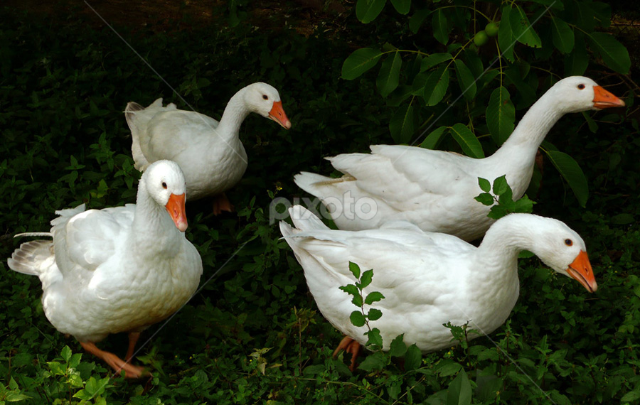 Gooses in good speed by Jasminka Lunjalo - Animals Birds