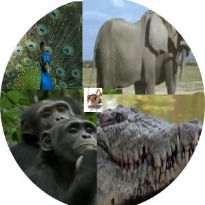 Animal Sounds App.apk 2.0