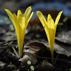 Colchicum-flowered Sternbergia