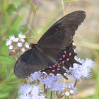 Pink-spotted Swallowtail