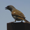 The southern grey-headed sparrow