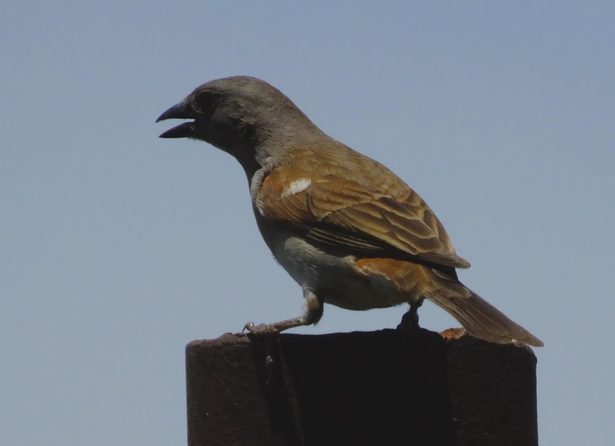 The southern grey-headed sparrow