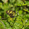 Manado Yellow Tiger