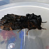 Serrated Crest-moth