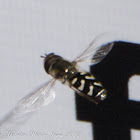 Lapland Syrphid Fly
