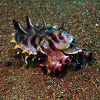 Flamboyant cuttlefish