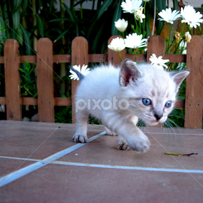 by Adrian Serrano - Animals - Cats Kittens