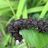 Buck Moth Caterpillar