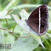 Smooth-eyed Bushbrown Butterfly