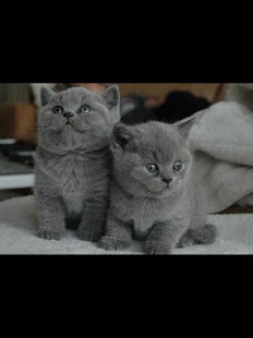 Lastest Cats Images APK for Android