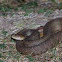 Plain-bellied Water Snake