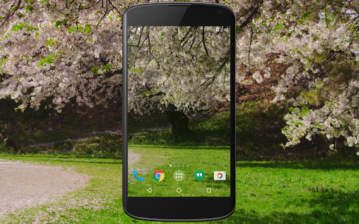 Cherry Blossom Live Wallpaper