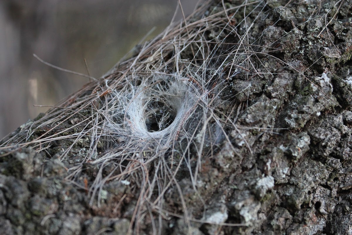 nest hole?
