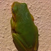 Cuban Tree frog