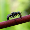 picture-winged fly