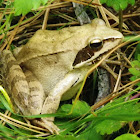 Agile frog, obična šumska žaba