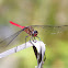 Fiery Skimmer Dragonfly (male)