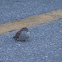 House Sparrow (juvenile)