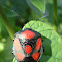 Red spotted stink bug
